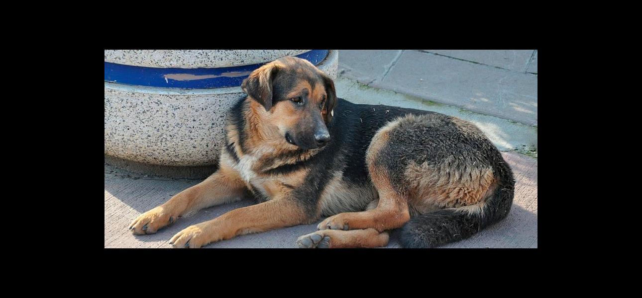 Registro de mascotas “ley cholito”