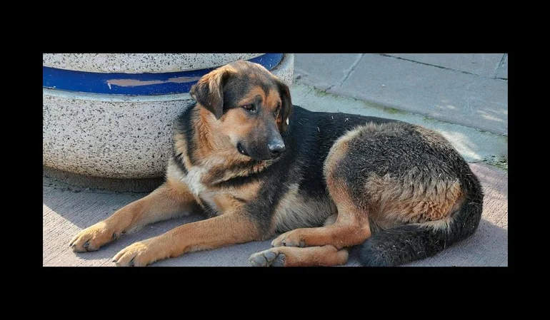 Registro de mascotas “ley cholito”