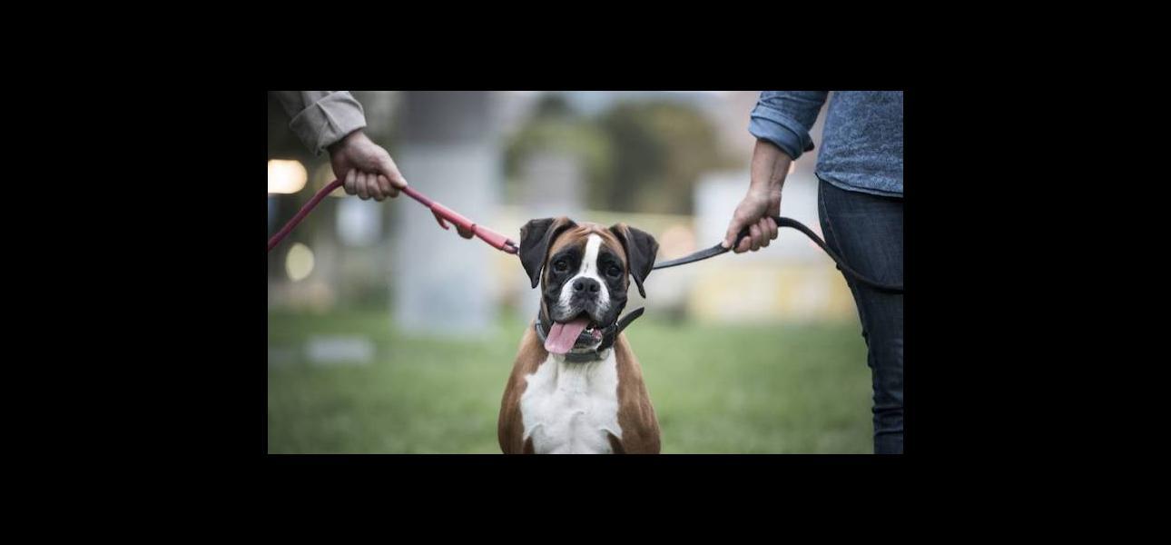 Tenencia compartida de mascotas: “cuanto más conozco a las personas, más quiero a mi perro”