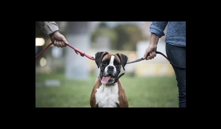 Tenencia compartida de mascotas: “cuanto más conozco a las personas, más quiero a mi perro”