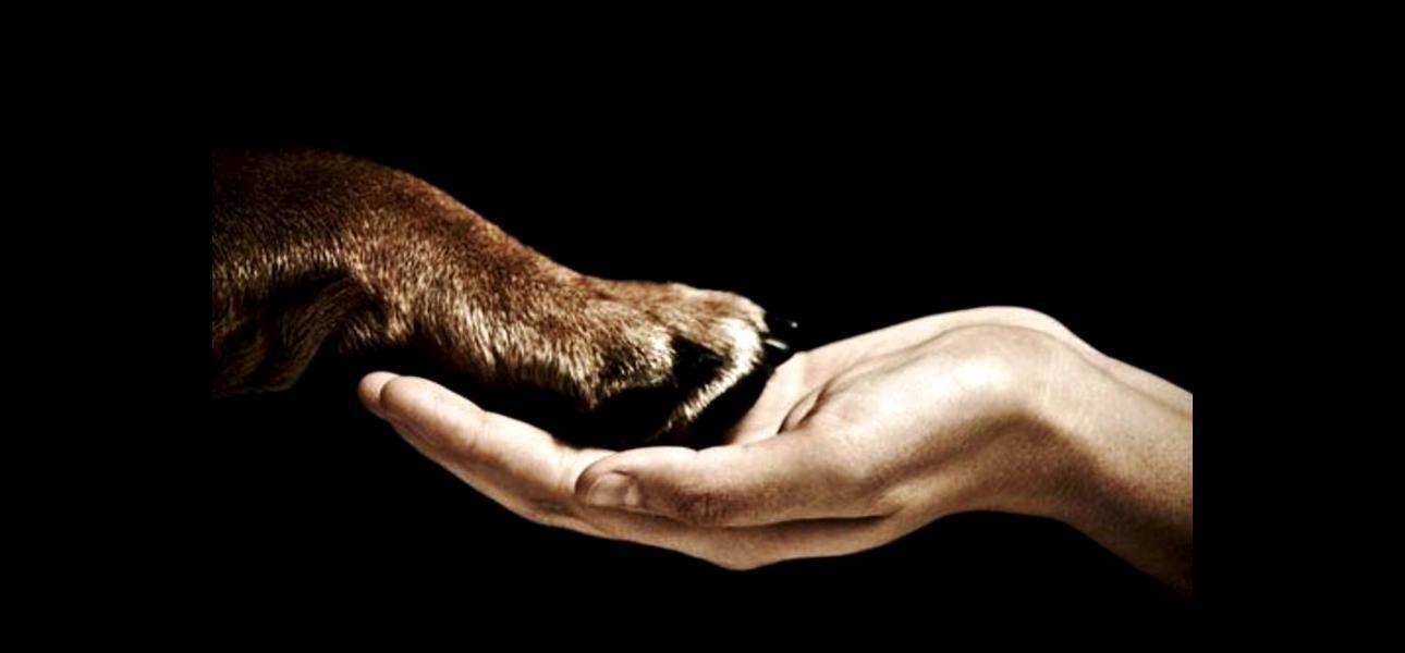 Implicancias de la ley cholito