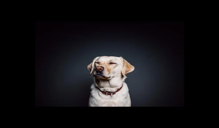¿Quieres una marca de renombre mundial? déjaselo a los perros
